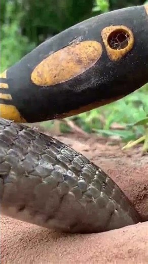 Amazing technique to make snake trap using screwdriver #snaketrap #animalcontrol