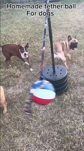 Homemade tether ball for dogs #viralvideo #foryou #gronk #loki #tessie