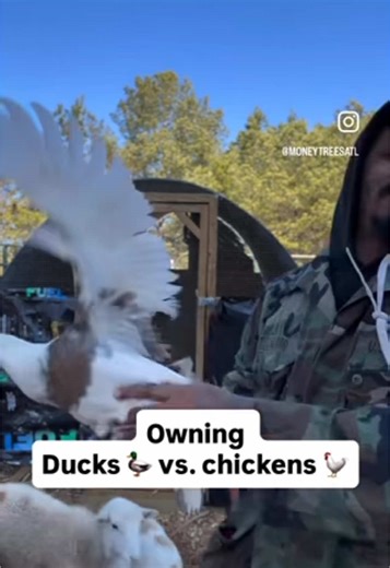 Owning Ducks vs Chickens. This is a a quick comparison of 2 top tier homesteading animals. Have you ever had a duck egg? Top tier!! Duck and chickens serve to different purposes and if you have the room to keep one you can probably also keep the other they both require a little wiggle room. Sooo.. are you team duck or team chicken? #homestead #chickens #ducks #farmfresheggs #ducksoftiktok