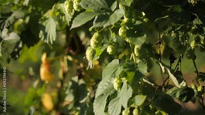 Hop seeds in close-up in an orchard recorded with a slow-motion camera on the move with good sun