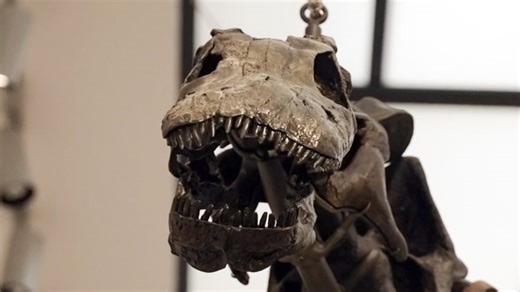 Fearsome to fashion: How your next fashion accessory could be made from real T. rex