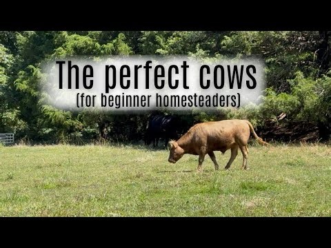 Homestead cows 101: Why Dexter and Belfair are the perfect beginner cow