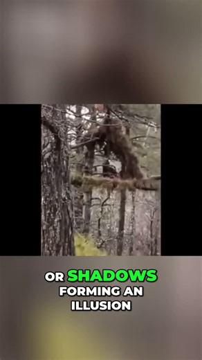 Bigfoot Sighting - Strange Figure In Tree Filmed!