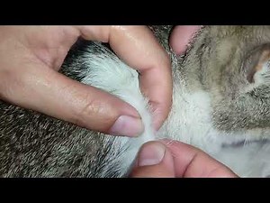 How to Safely Remove Ticks and Fleas from Your Cat