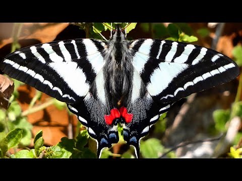 Zebra Swallowtail Butterfly | Beautiful Insect