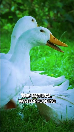 The Duck's Amazing Waterproof Feathers! #duckfacts #birdfacts