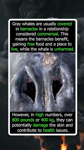 The Relationship Between Whales And Barnacles