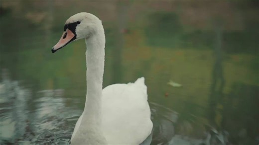 Goose swimming in a lake - Free Stock Video