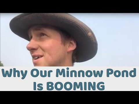 Why our Fat Head Minnow Pond Is Booming
