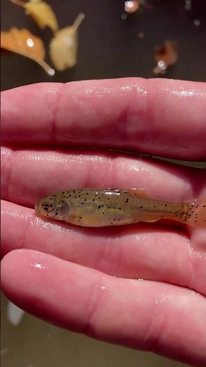 ⚠️ Poke-a-Dot Fish: Fathead Minnow Infestation!