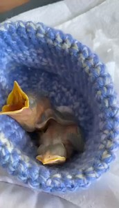 And so it begins! Baby bird season 2024 officially kicked off yesterday with the arrival of two song thrushes who were blown out of their nest during Storm Kathleen. | Manx Wild Bird Aid