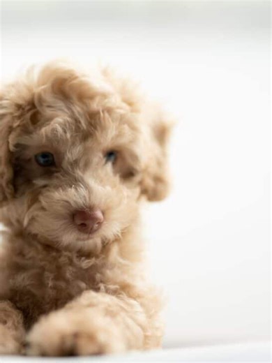 10 Facts on  Miniature Teacup Poodles - NewsBreak