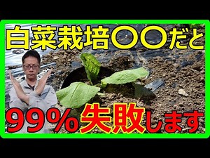 【初心者向け】白菜栽培 育苗から畑への植え付け方法 防虫ネットの設置方法も紹介
