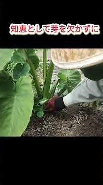 【里芋の子芋の芽は親芋に巻き付けて処理】＃里芋栽培＃里芋＃家庭菜園＃shorts