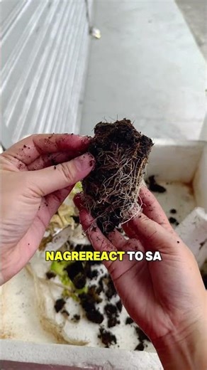 𝗕𝗮𝗸𝗶𝘁 𝗮𝗺𝗼𝘆 𝗶𝗵𝗶 𝘂𝗻𝗴 𝗰𝗼𝗰𝗼 𝗽𝗲𝗮𝘁? 😖 𝘈𝘯𝘰 𝘢𝘯𝘨 𝘨𝘢𝘨𝘢𝘸𝘪𝘯?