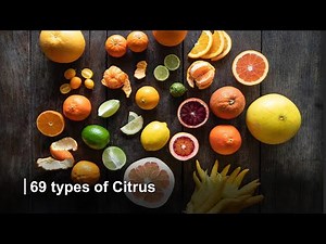 Citrus | 69 types of citrus found globally