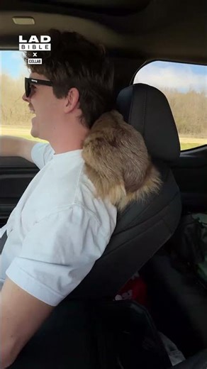 This is my dog's favourite place to sit in the car 😅 (🎥: Collab)