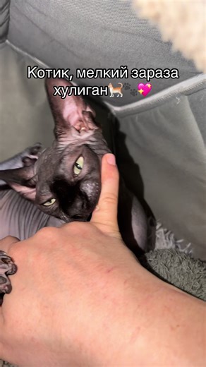 #sphynx #sphinx #сфинкс #кот#kitten