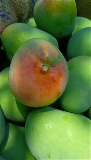 100%natural mango #trending #youtubeshorts #viral