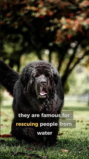 Newfoundland Dog – The Gentle Giant Lifeguard 🐶🌊 #shorts
