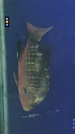 😈Red Mangrove jack ,☠️🤫🧿#monster#predator#fishkeeping #fishkeepinghobby#fishkeepers#viral#shorts