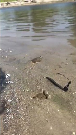 Eastern Spiny Softshell Turtle Hatchlings On the Move in the Thames River Watershed