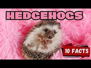 10 Fascinating Hedgehog Facts for Kids | Spiky, Smart & Super Cute 🦔