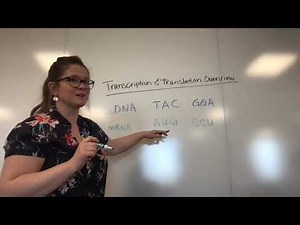 Transcription and Translation Overview Video