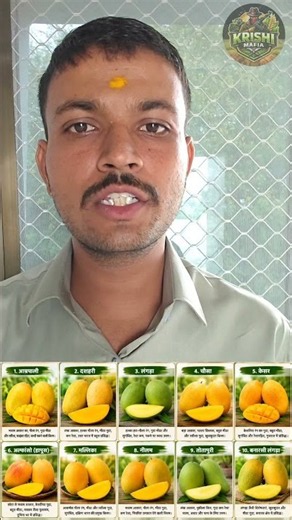 🥭 Top 10 Best Mango Varieties in India | आम की सबसे बेहतरीन किस्में |Alphonso, Kesar, Dasheri & More