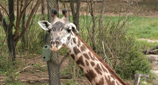 134K views · 4.2K reactions | You might notice something unusual on giraffe Zoey's foot. The vet team has created a supportive shoe, with input from hoof care specialists, to help her with a broken toe. She has received special training to allow the shoe to be taken on and off, which it will need to be due to normal, giraffe-sized wear and tear. Hats off to her care team for coming up with a solution that will make her more comfortable. | Cincinnati Zoo & Botanical Garden | Facebook