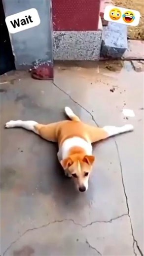 dog tum yah krke dikhao 🤔 #dog #shorts #ayeshavilla #trustonallah #tawafekaba #comedy #animals