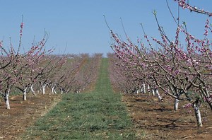 Why We Limewash the Base of Trees