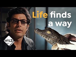 Was Jurassic Park Right All Along? I Crocodile Virgin Birth I Wild to Know