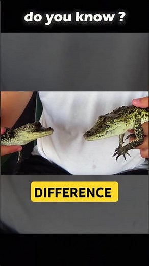 Difference between An alligator and crocodile 🐊 #mindblowingfacts #facts