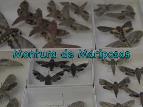 How to Pin Moths and Butterflies