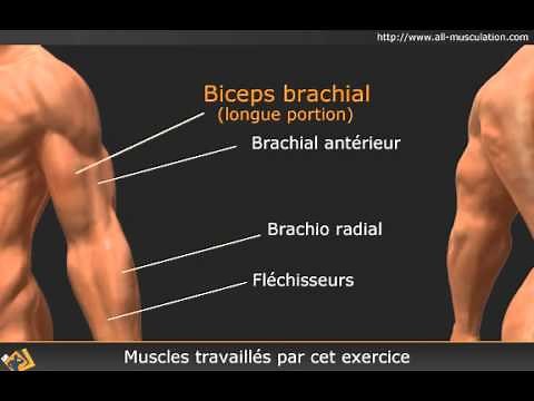 Exercice du curl incliné avec haltères