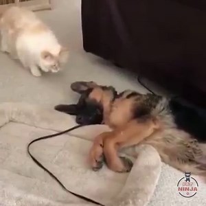 63K views · 4.5K reactions | Hello, wake up | Pet Ninja | Facebook