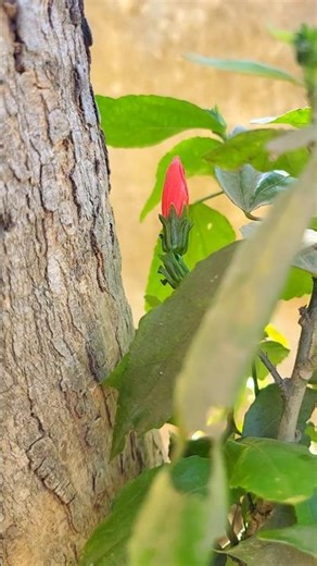 सुकून #viral #shorts #shortsfeed #shortsvideo #ytshorts #farming