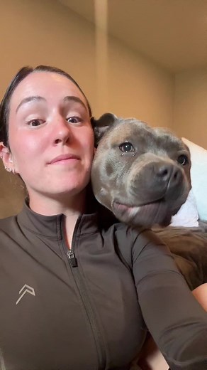 Talking Dog: Enzo the Blue Staffordshire Bull Terrier