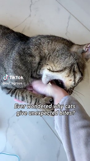 Do you know why cats give unexpected bites? Here is why 😻 P.S. not all bites are love bites! Audio Credit: ask_my_cats (IG) #cat #kittens #catsofinstagram #kittycat #tabbycat #catmom #cutecat #domesticshorthair #funnycatvideos #cats #catstagram #catlover #catlife #instacat #lifeofpets #meow #catlove #petstagram #petsofinstagram #funnycats #catsofinstagram #tabbycat #indoorcat #catreels #explore #explorepage #catvideooftheday