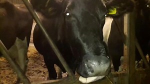 Cow breakfast | The Funky Farmer