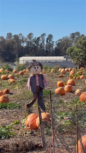 Us waiting for it to officially be Halloween like…👀🙂🌾🎃 | Visit Oceanside