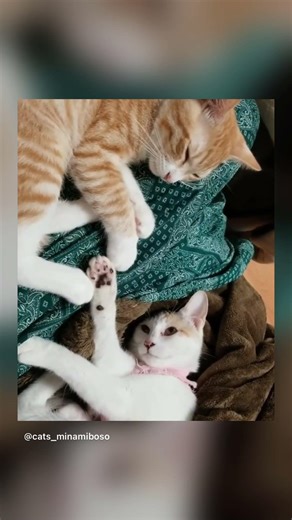 この上目遣い、ずるい