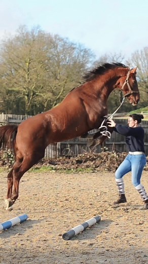 Dutch Warmblood Jumping 175cm: Impressive Show Jumper Skills Revealed!