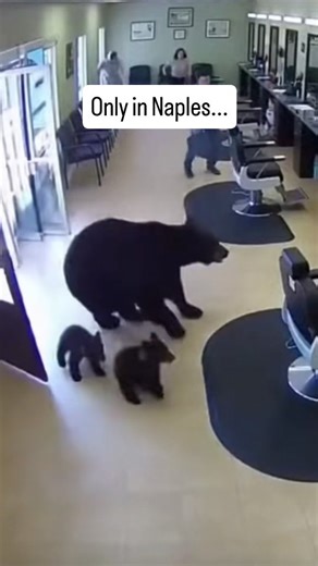 In Naples, Florida, wildlife encounters are nothing new, but a recent security camera video from a local barbershop captured an incident that residents are already calling one of the most surreal moments of the year. The footage shows a full-size black bear walking calmly through the open front door of a Naples barbershop during regular business hours. Customers scramble for safety while staff attempt to process what they are witnessing. The scene looks like something out of a movie, yet it unfo