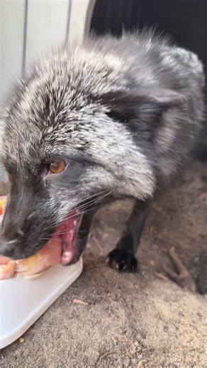 Momma enjoying her peppers and a tiny sneak peek of some baby toe beans. 🥹😭❤️ #FYP #UnableToExotic #BabyAnimals #Fox #ExoticPets