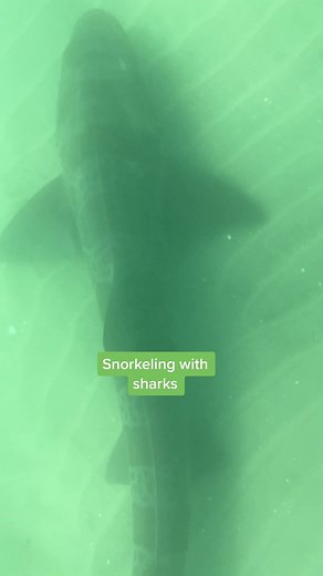 Snorkeling in La Jolla… WITH SHARKS! checked that off of my bucket list #shark #leopardshark #lajolla #snorkeling #marinebiotok #fypシ #foryoupage
