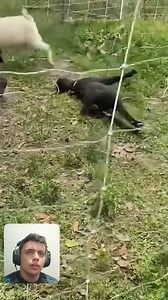 902K views · 8.2K reactions | Animals, be careful with the electric fence!! 藍⚡️ #funnymoments #eletricfence #animalsfunny | Eletric FENCE | Facebook