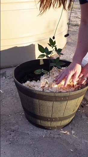 How to Grow Blackberries from Cuttings in the Desert | Apache Variety Propagation Guide