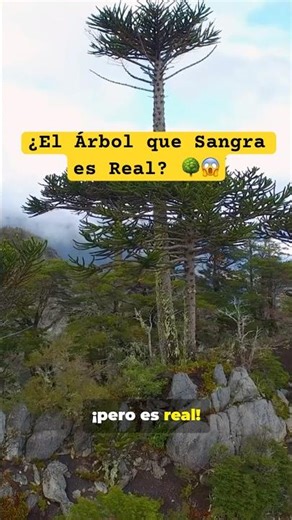 ¿El Árbol que Sangra es Real? 🌳😱